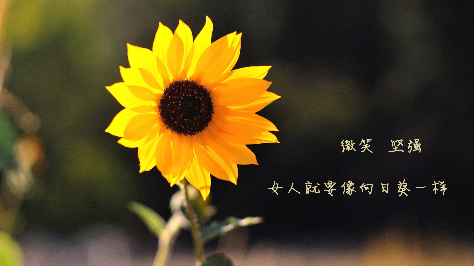 北京鸭赛季目标明确全力冲击前列，北京鸭苗图片